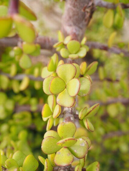 albero di giada feng shui